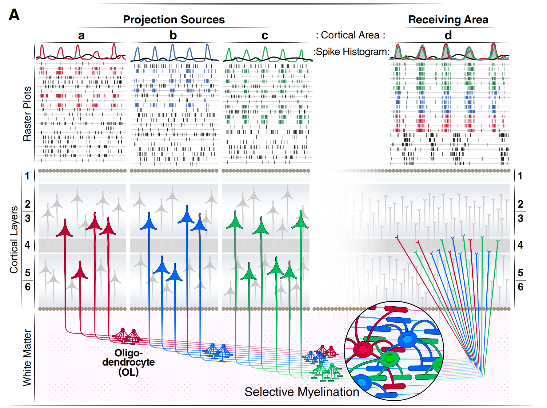 Figure 1A: Projection sources, oligodendrocyte selective myelination, and convergence on a receiving area