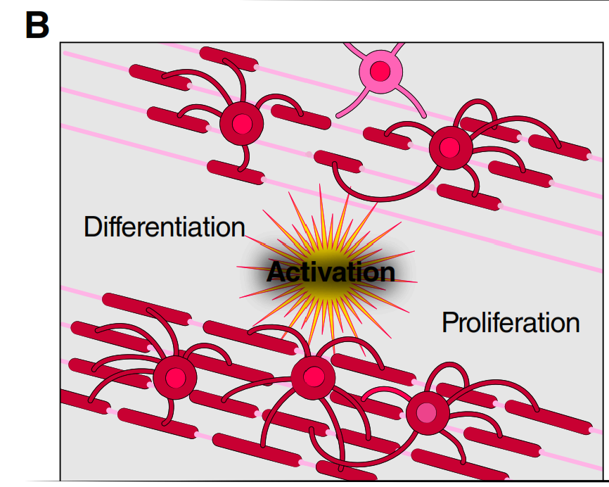 Figure 1B: Oligodendrocyte plasticity — differentiation, activation, and proliferation