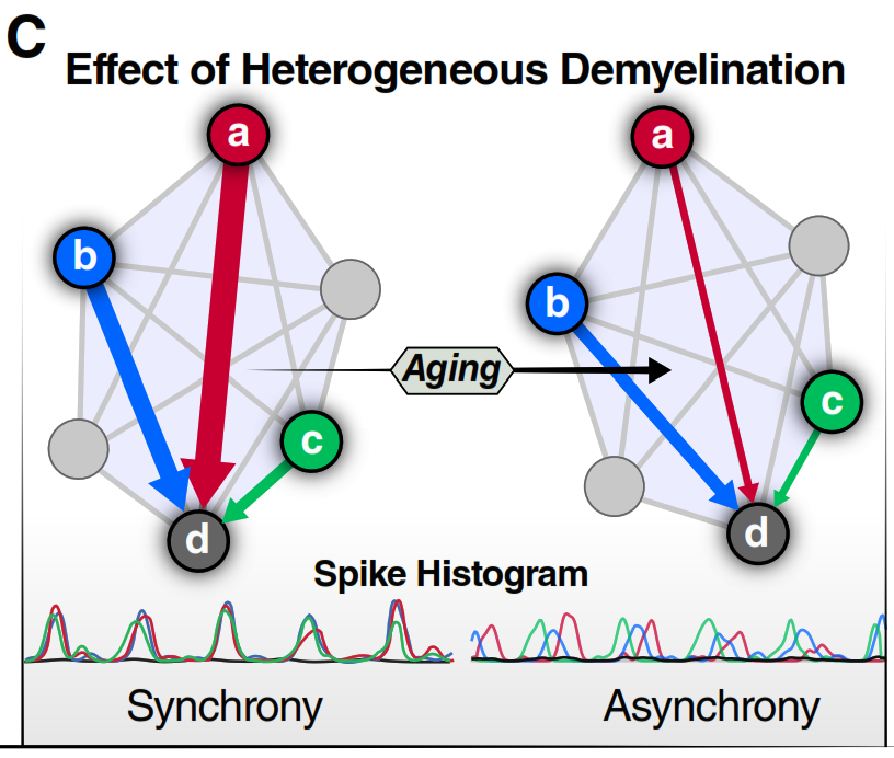 Figure 1C: Effect of heterogeneous demyelination on network synchrony